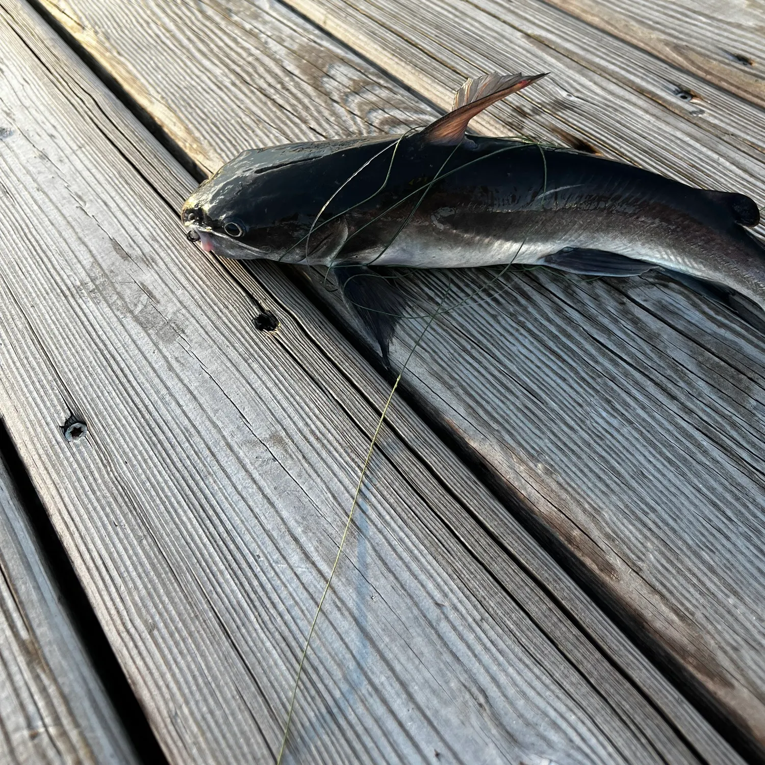 Channel catfish caught on Fishbrain