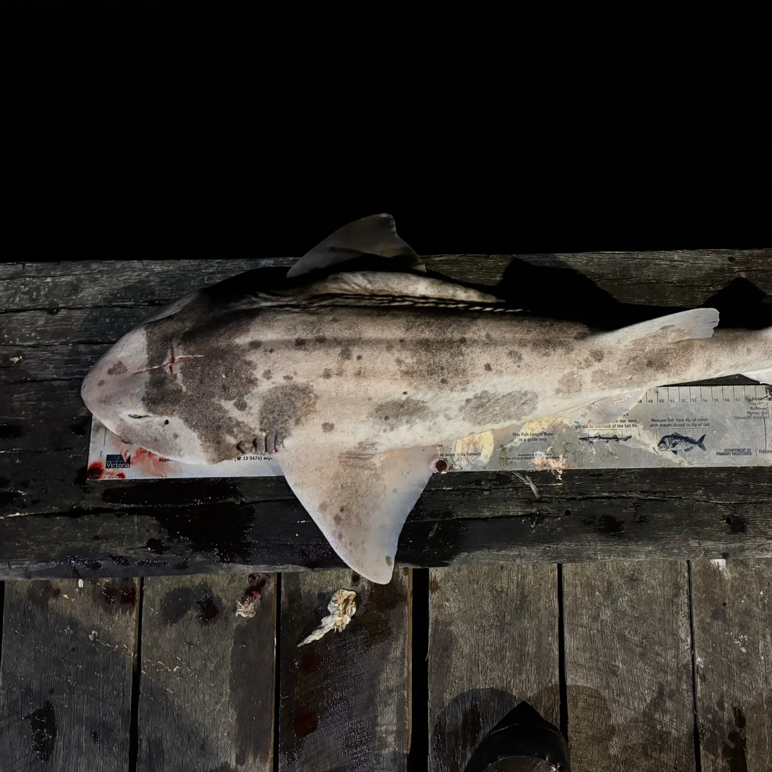 The most recent Draughtsboard shark catches on Fishbrain