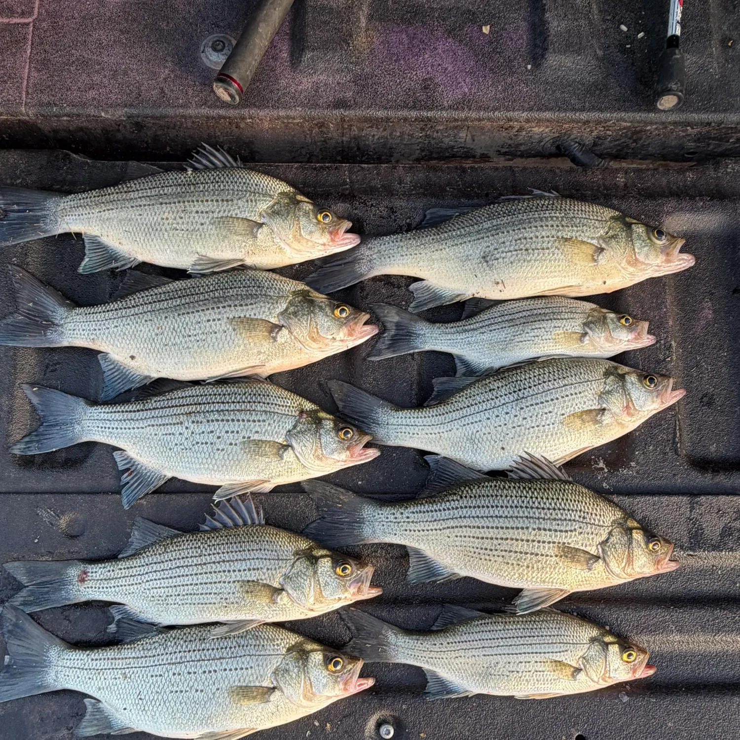 White bass caught on Fishbrain