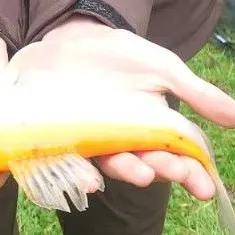 The most recent Golden tench catches on Fishbrain