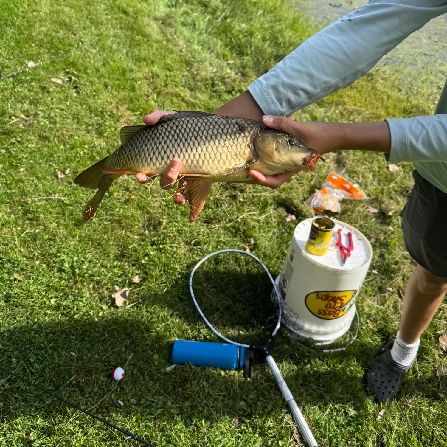 Common carp caught on Fishbrain