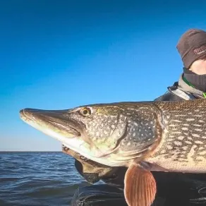 Northern pike caught on Fishbrain