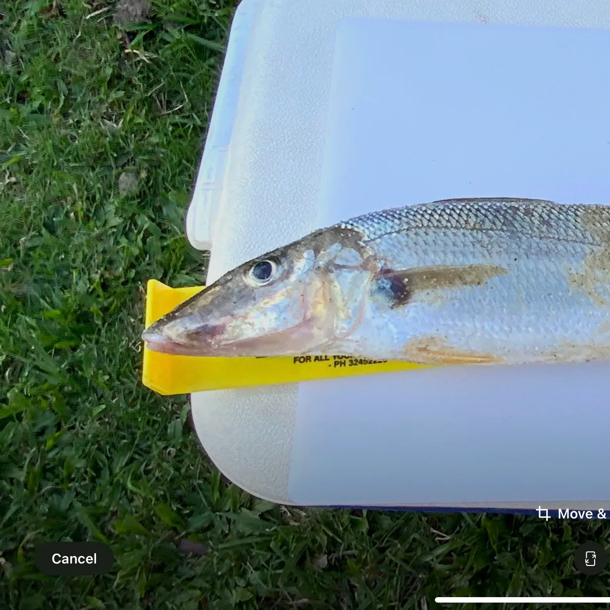 most liked catch image