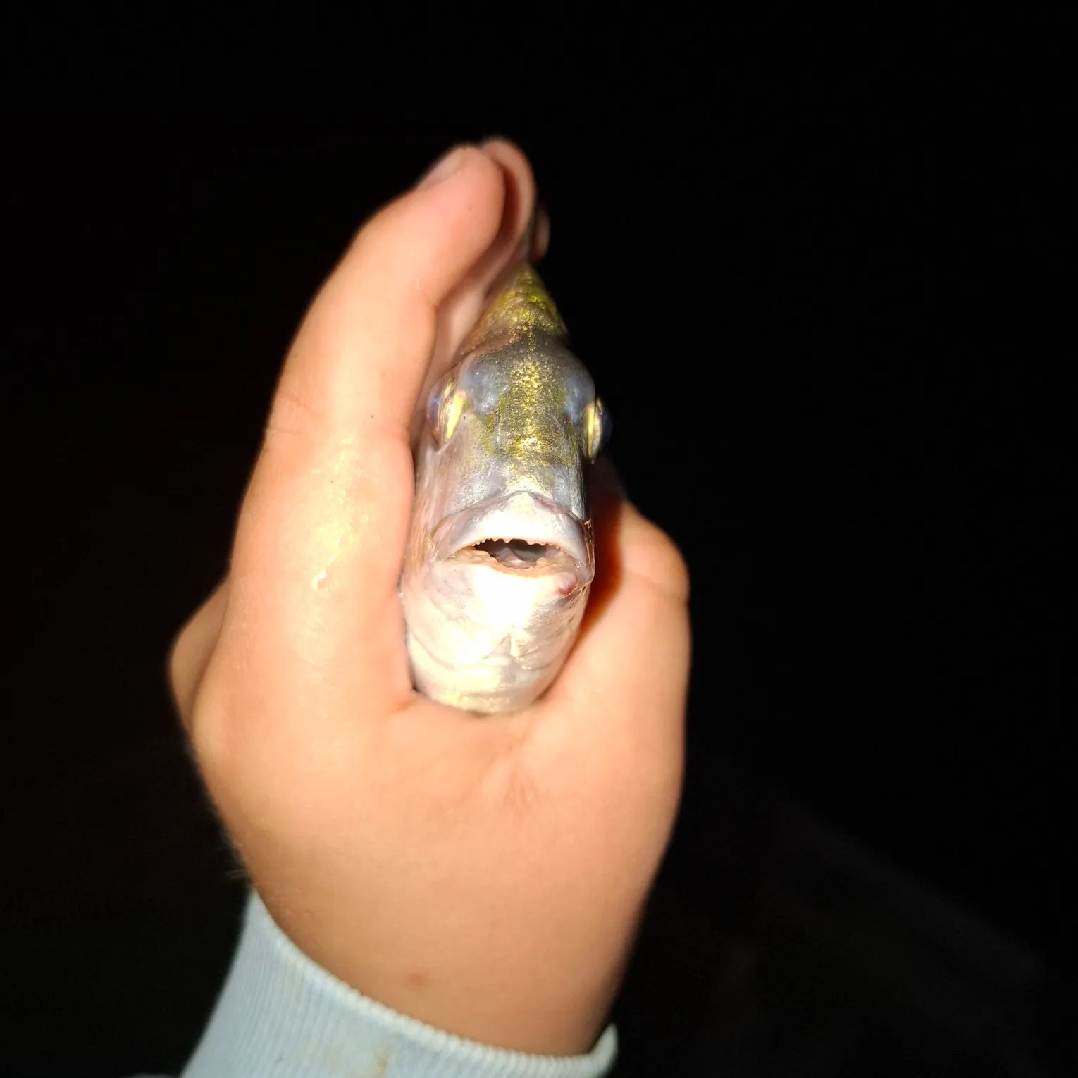 Goldlined seabream caught on Fishbrain