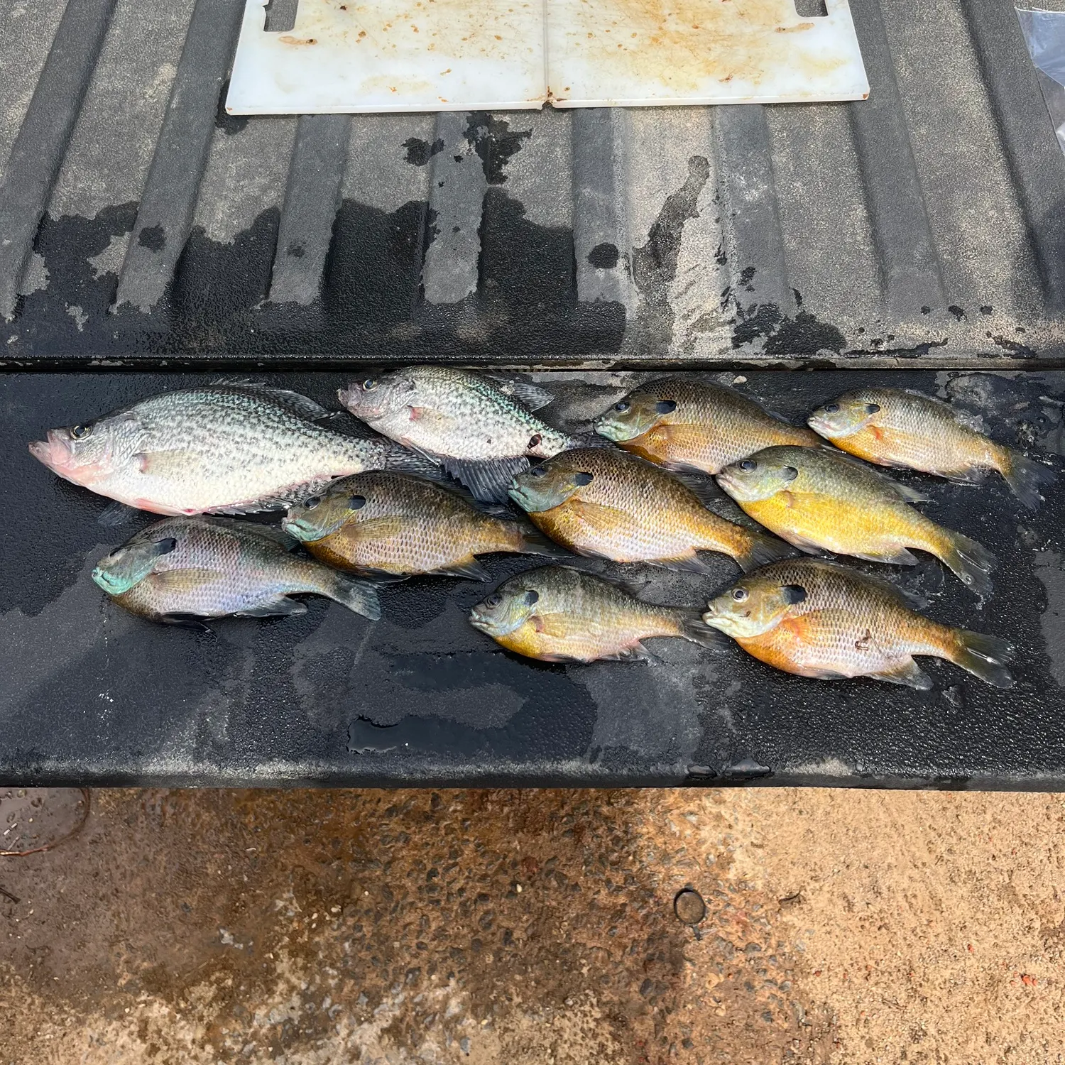 angler catch