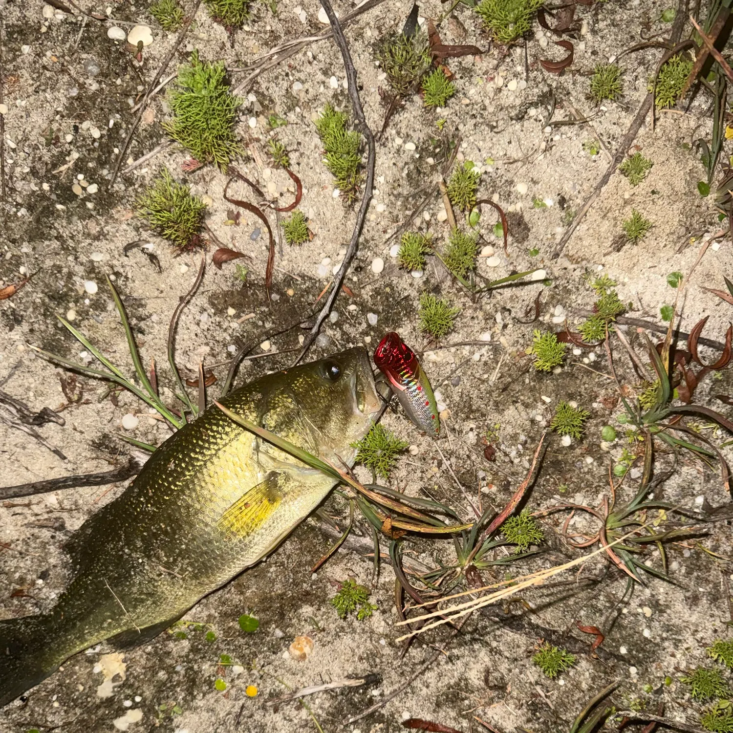 Largemouth bass caught on Fishbrain