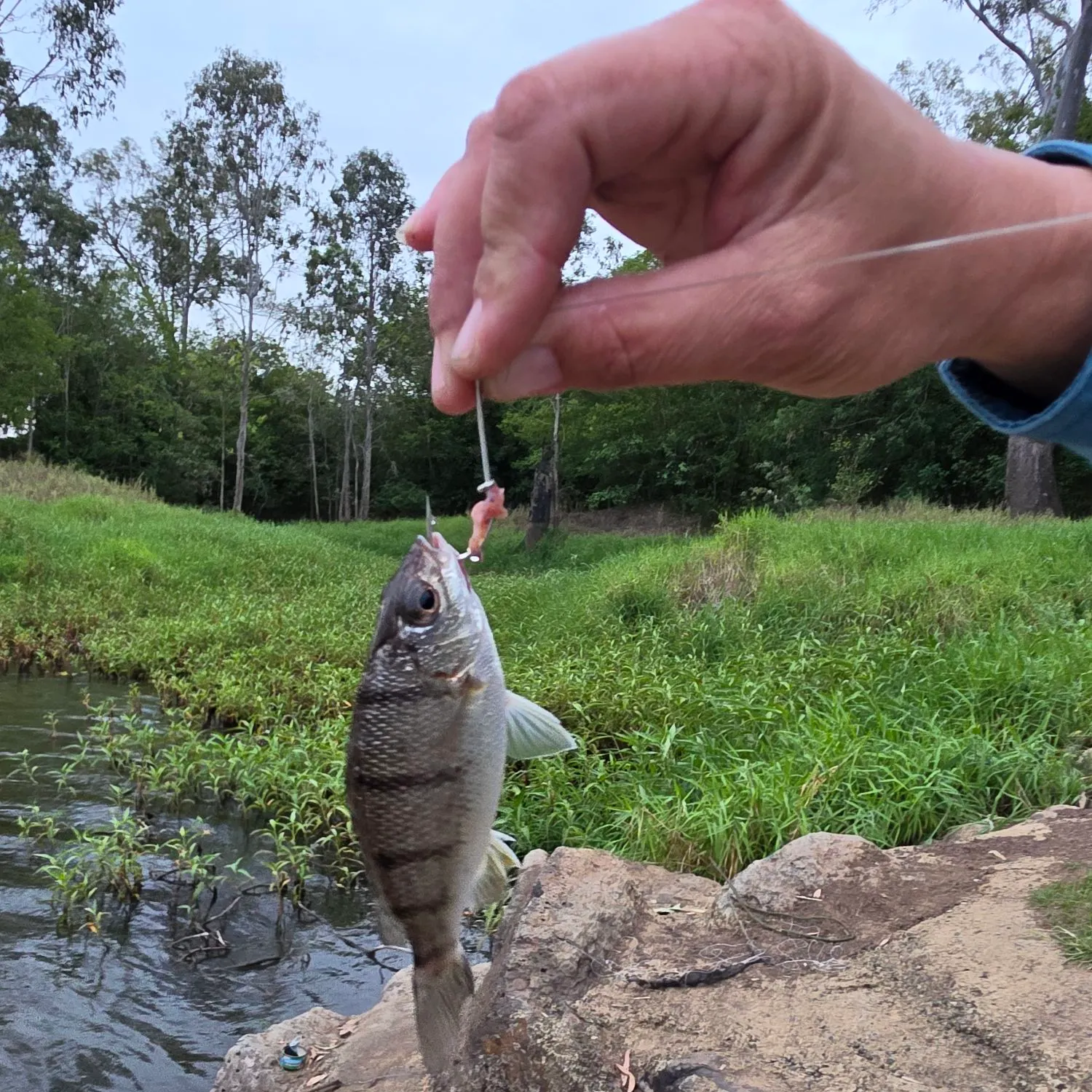Fish caught on Fishbrain