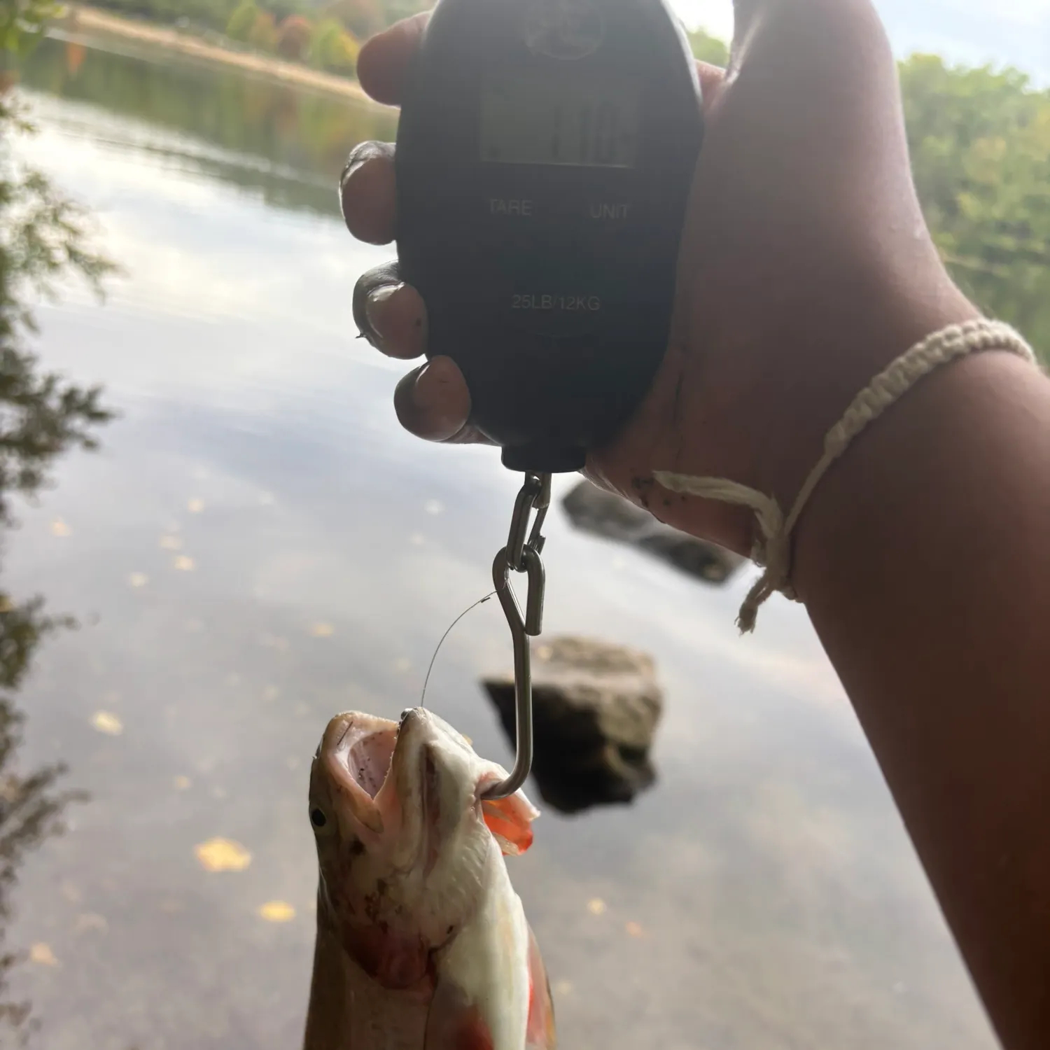Rainbow trout caught on Fishbrain