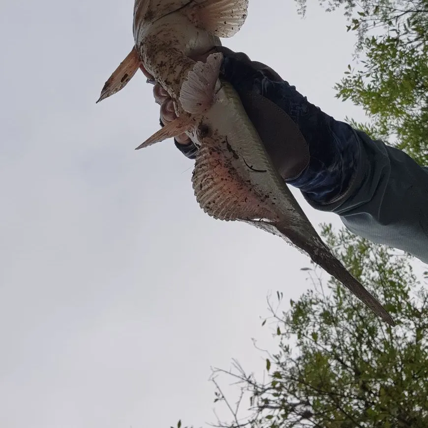Channel catfish caught on Fishbrain