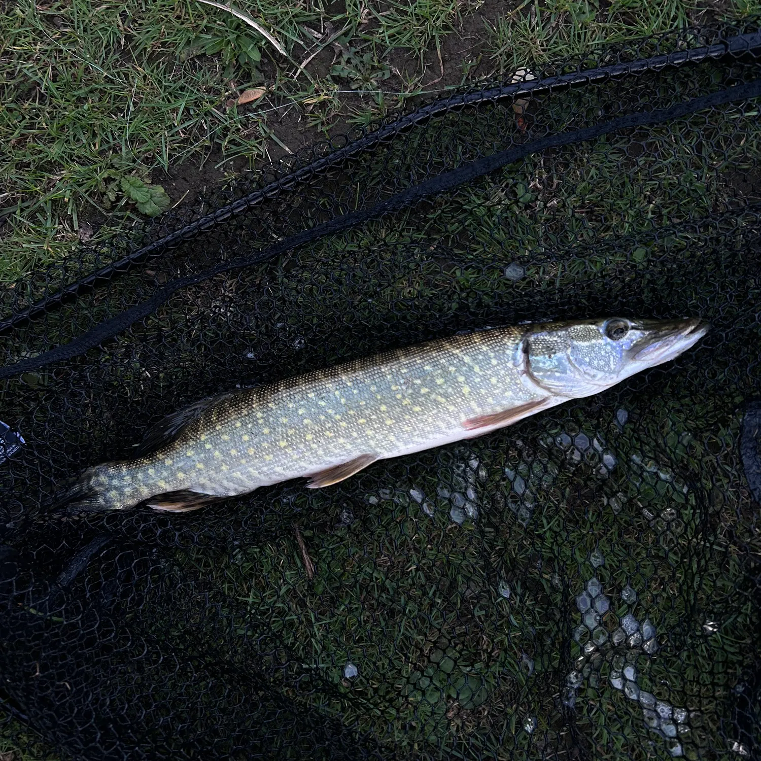 Northern pike caught on Fishbrain