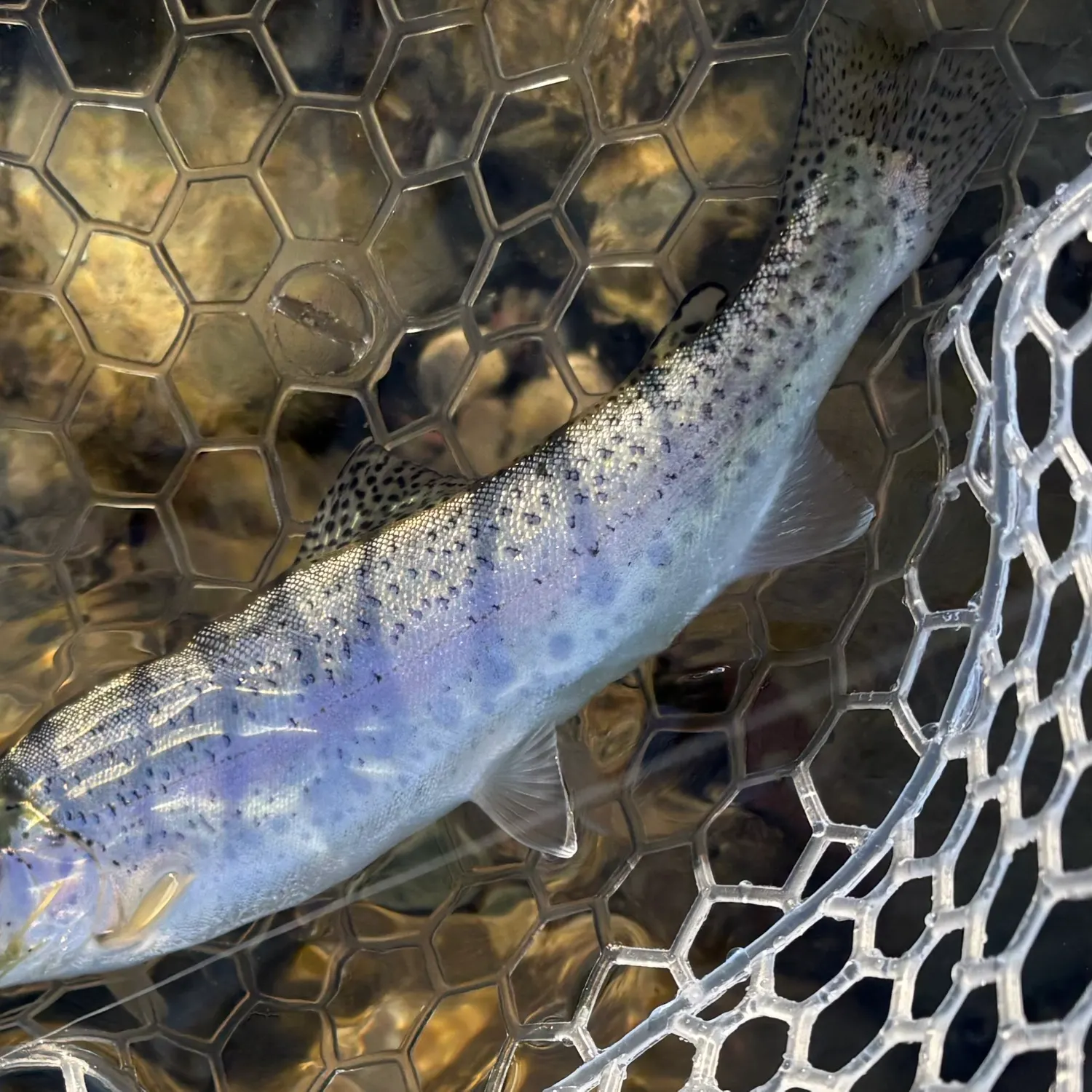 Rainbow trout caught on Fishbrain
