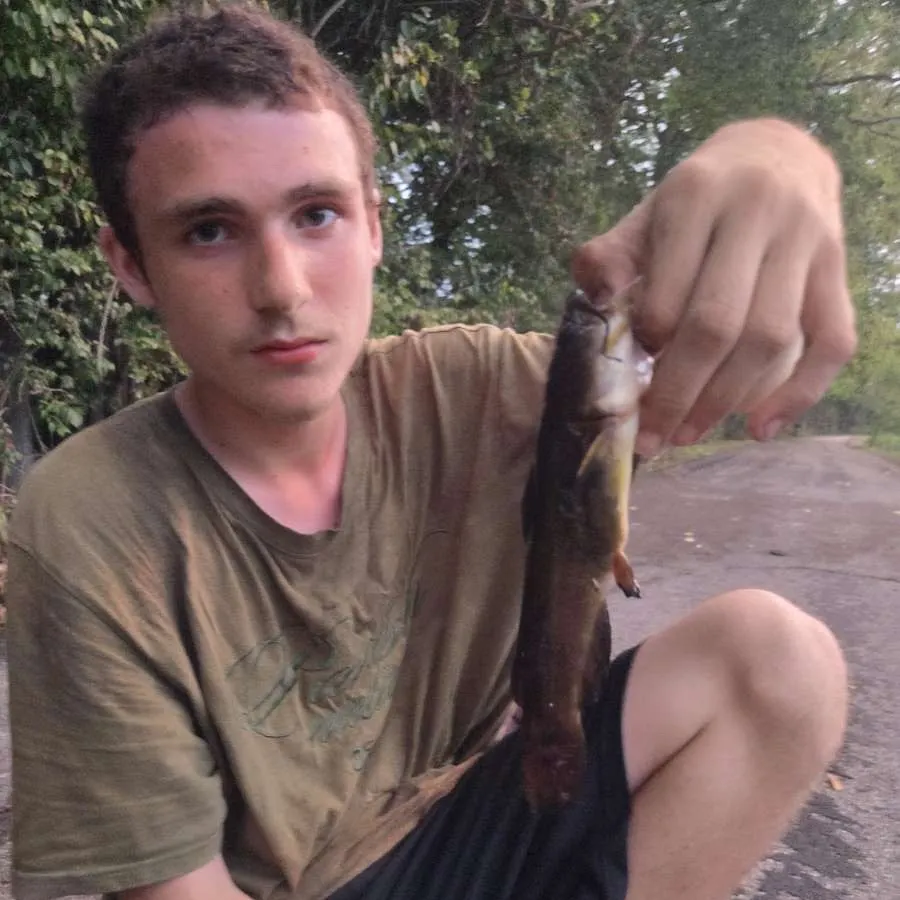 Brown bullhead caught on Fishbrain