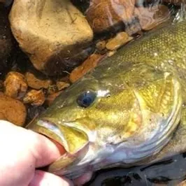 Smallmouth bass caught on Fishbrain