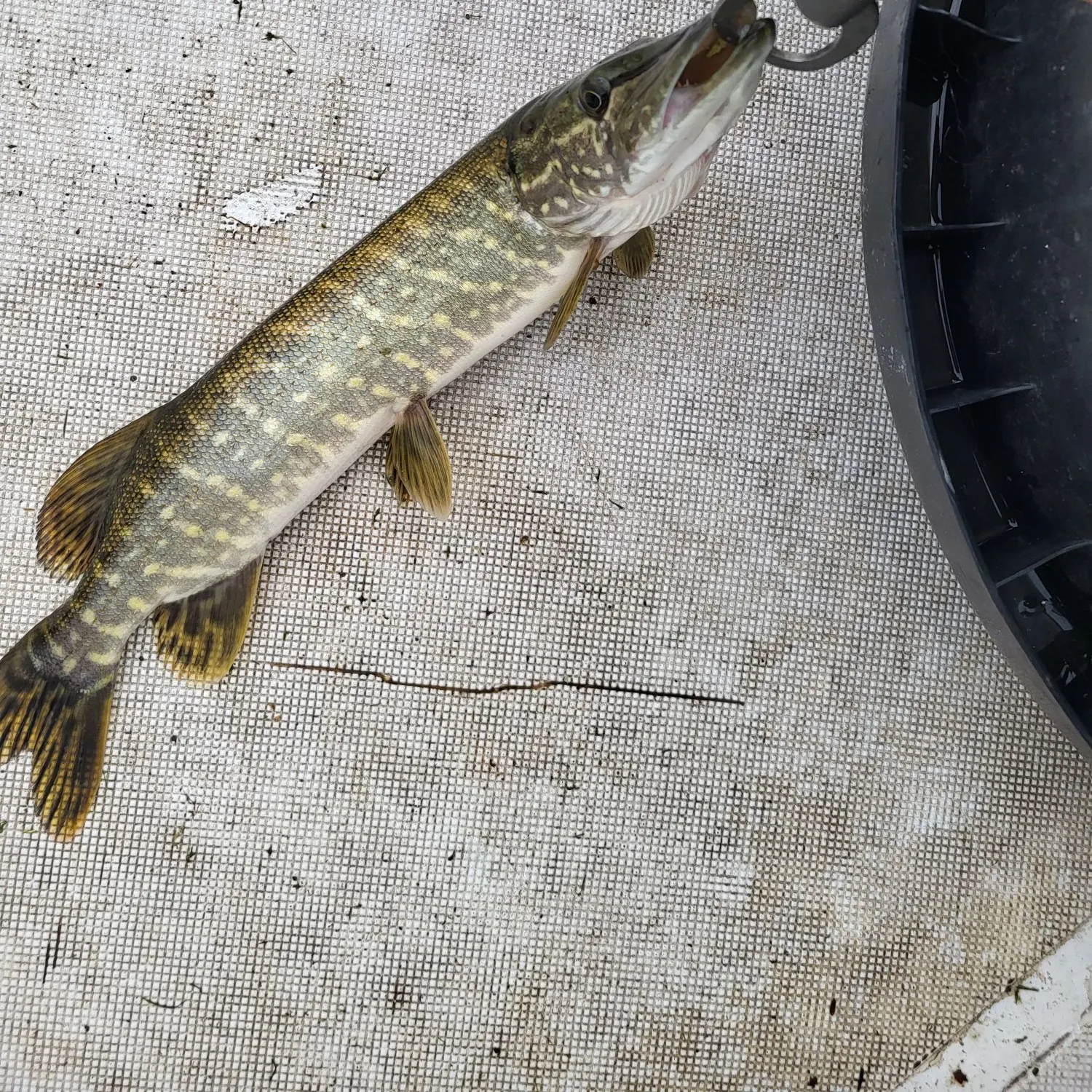 Northern pike caught on Fishbrain