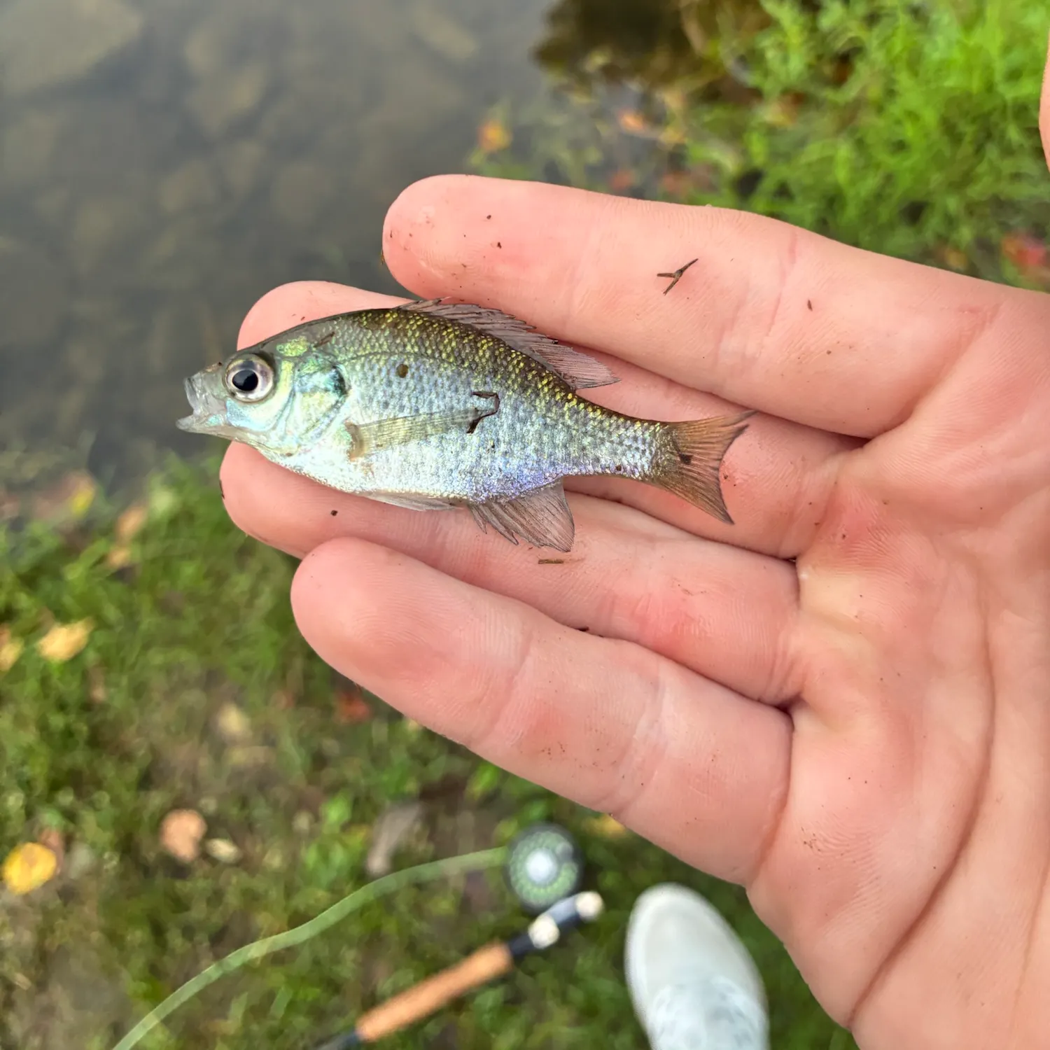 Bluegill caught on Fishbrain