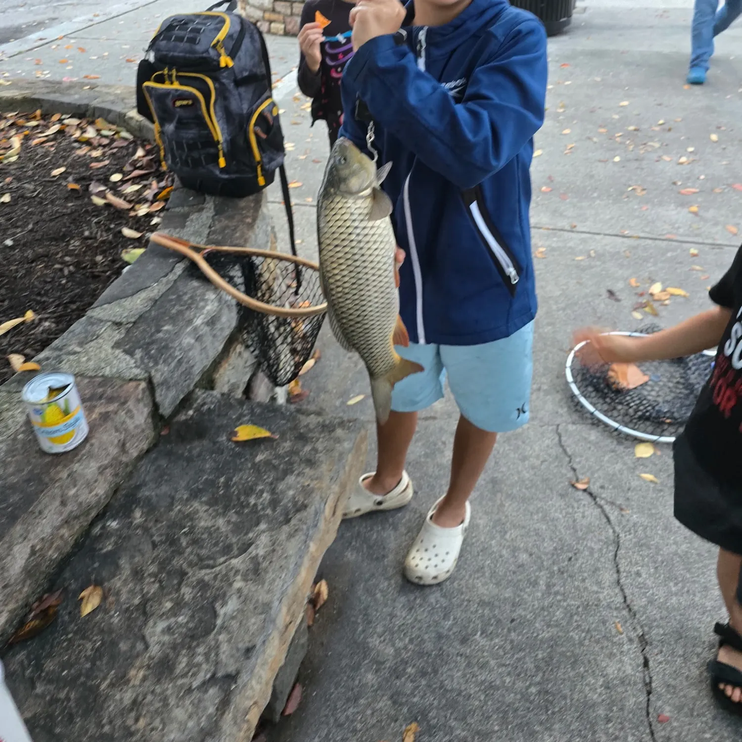 Common carp caught on Fishbrain