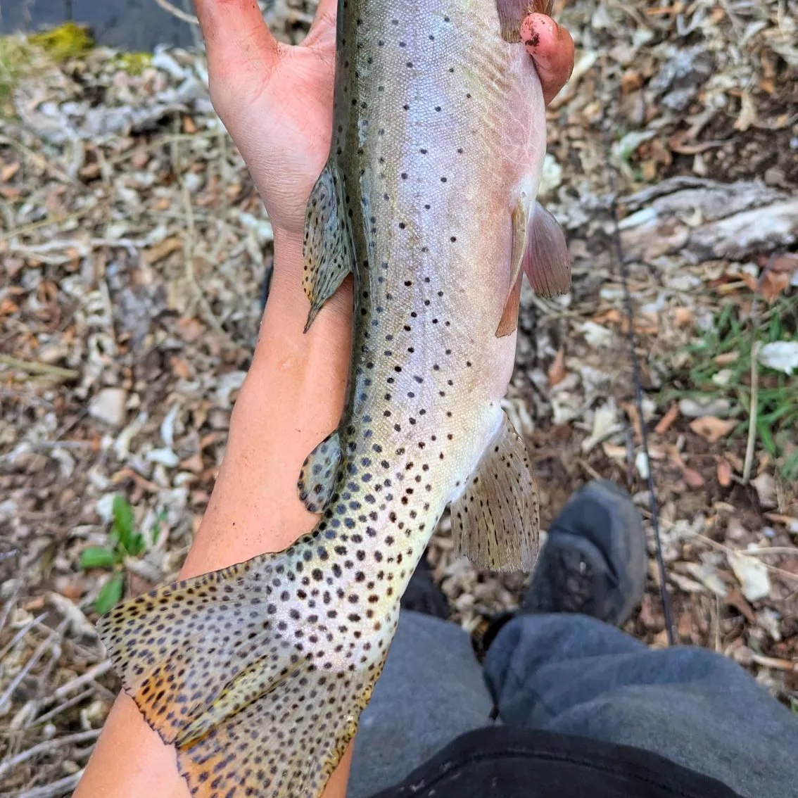 The most recent Bonneville cutthroat trout catches on Fishbrain