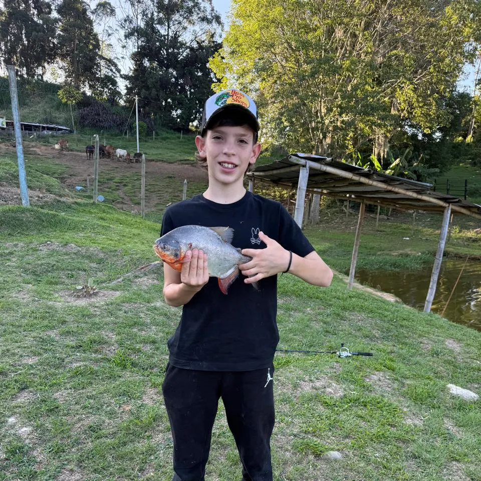 The most recent Red-bellied pacu catches on Fishbrain