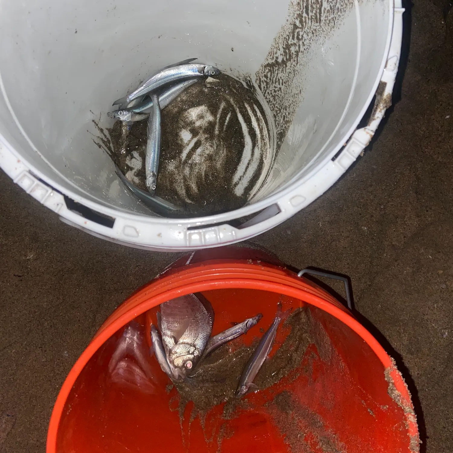 The most recent California grunion catches on Fishbrain