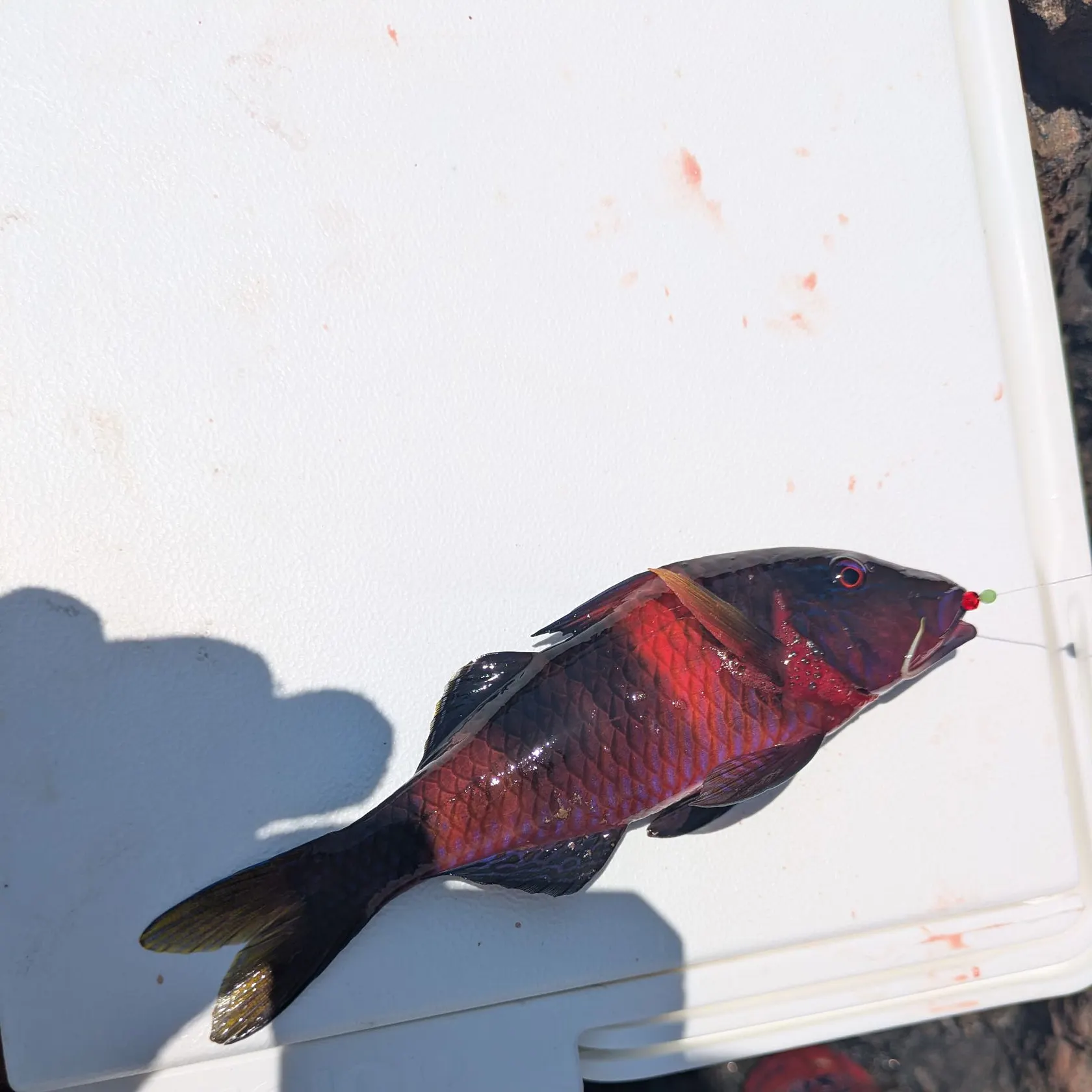 The most recent Manybar goatfish catches on Fishbrain