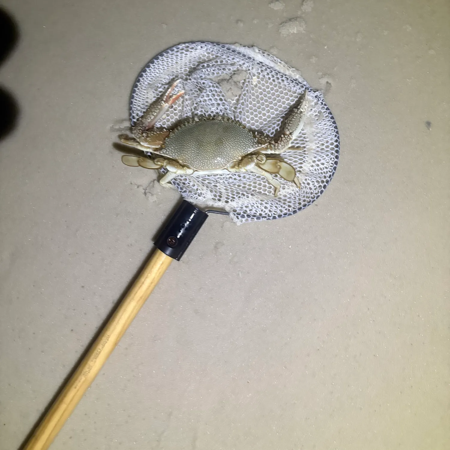 The most recent Florida stone crab catches on Fishbrain