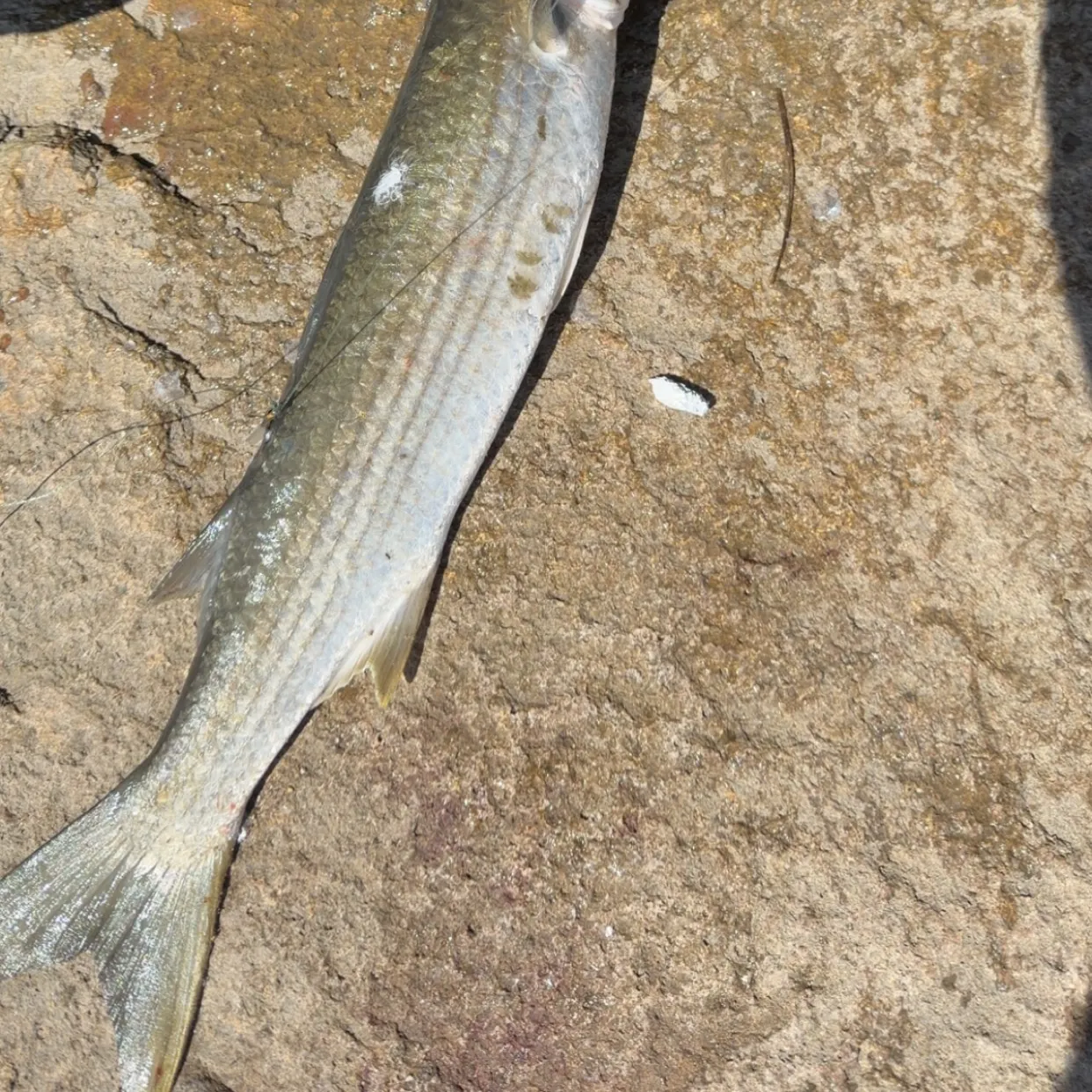 Striped mullet caught on Fishbrain