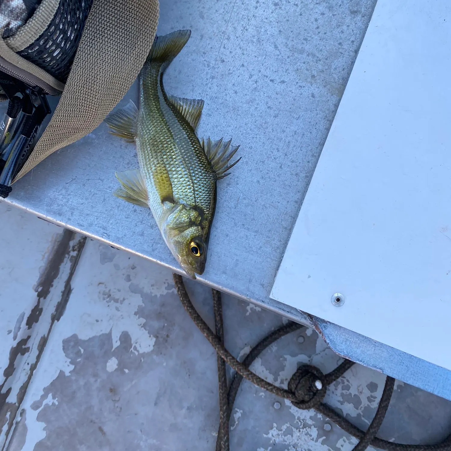 angler catch