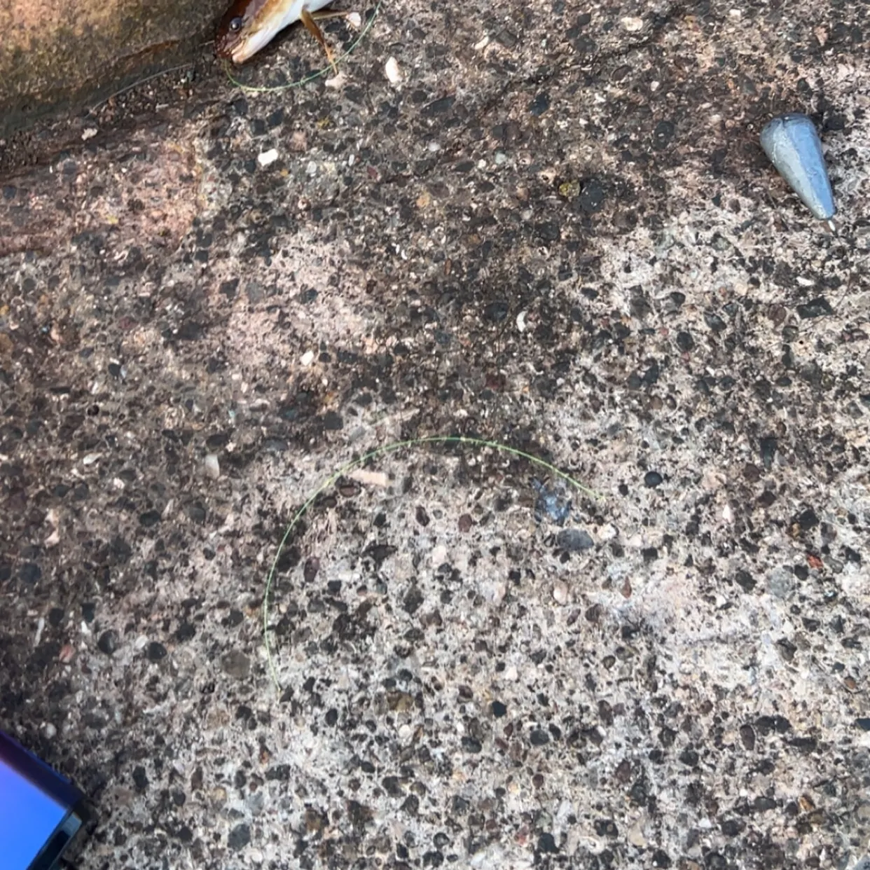 The most recent Three-bearded rockling catches on Fishbrain