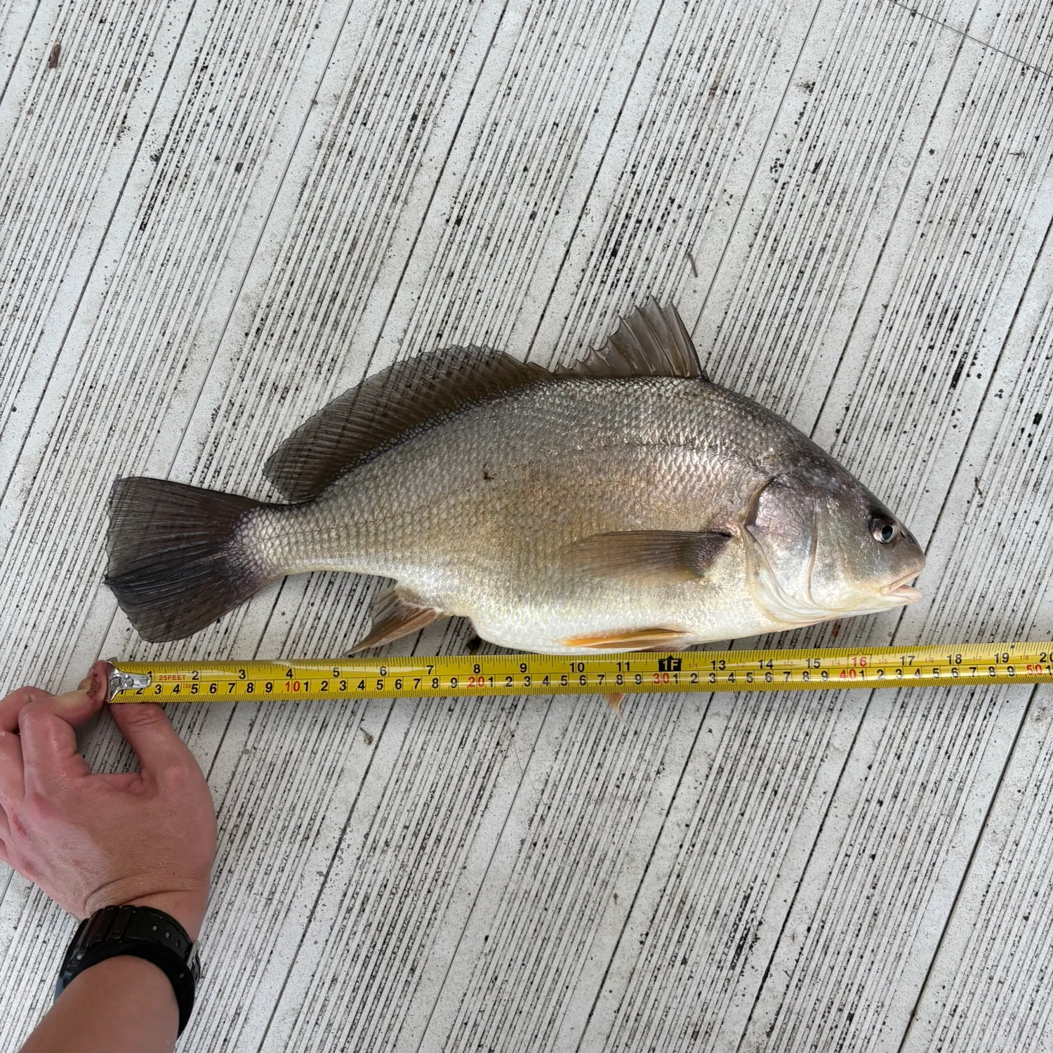 Freshwater drum caught on Fishbrain