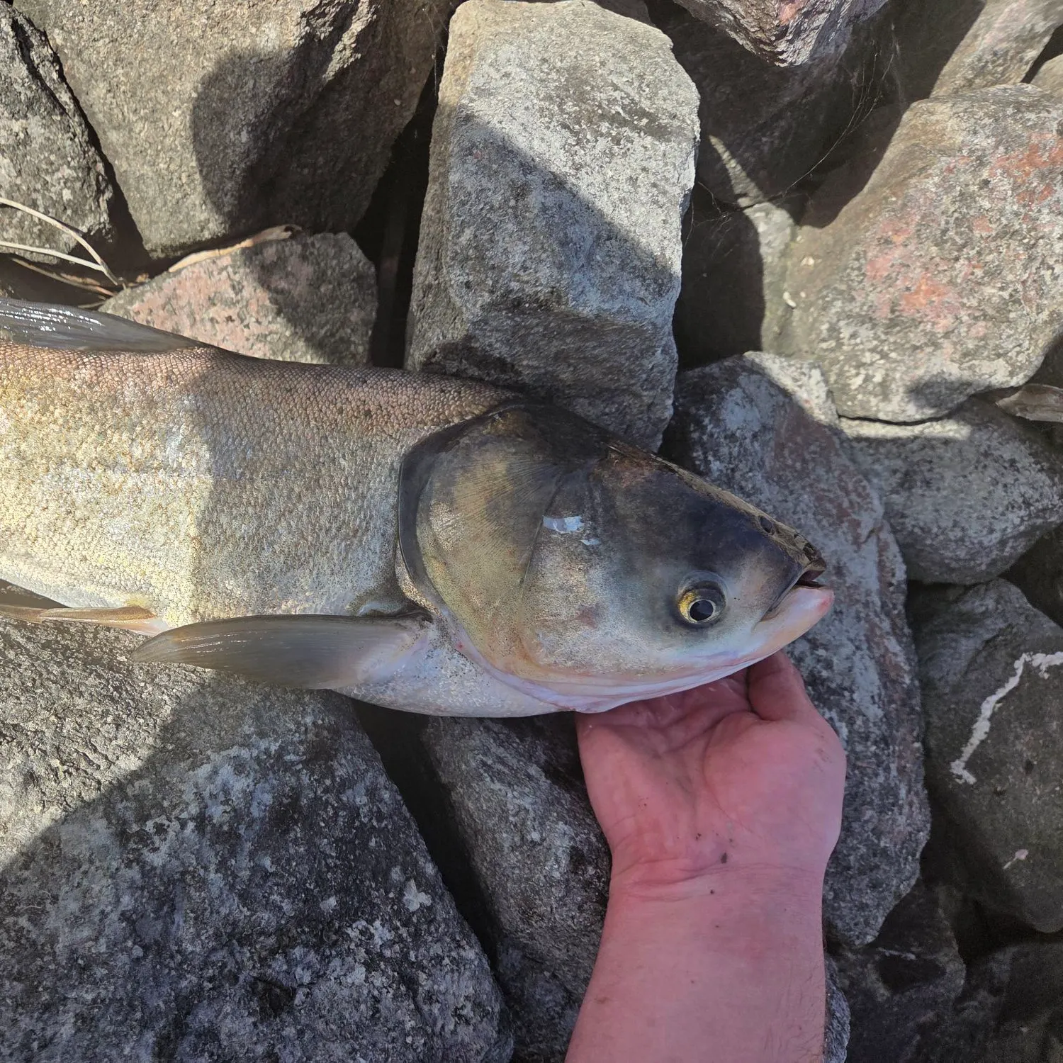 Silver carp caught on Fishbrain