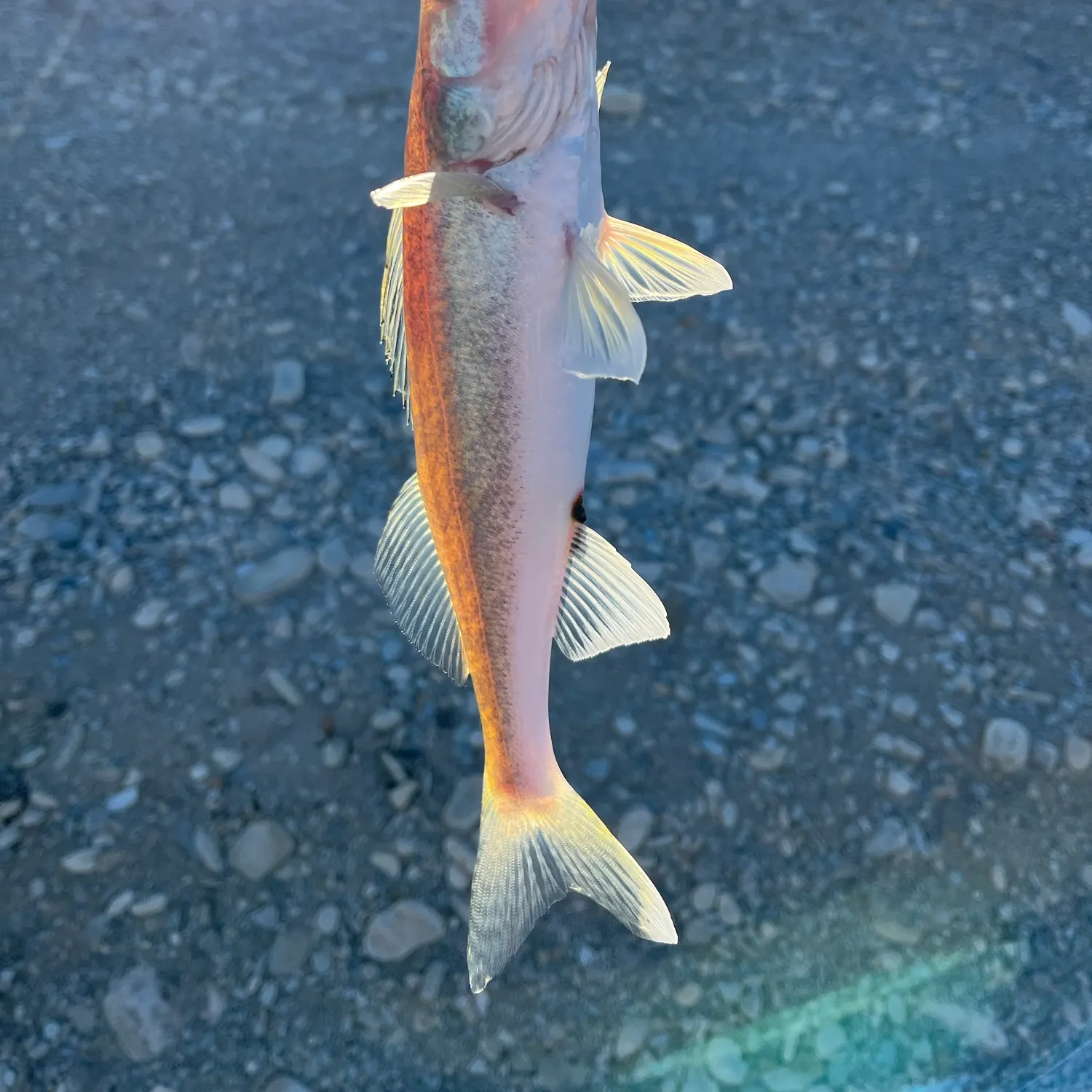 Walleye caught on Fishbrain