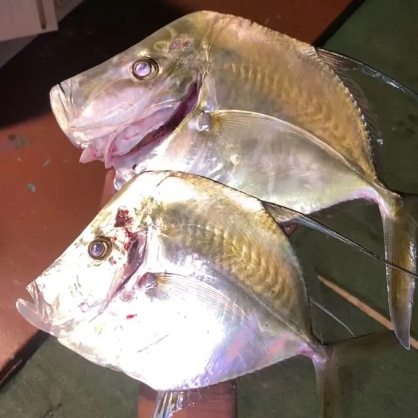 Lookdown caught on Fishbrain