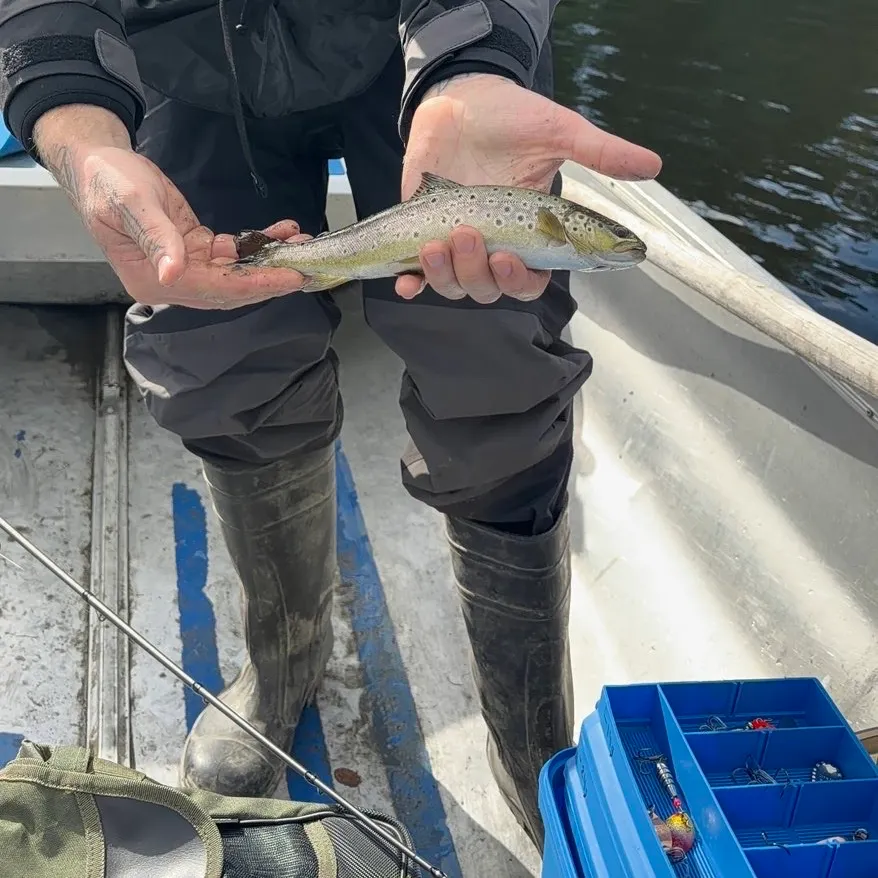 Lake trout caught on Fishbrain