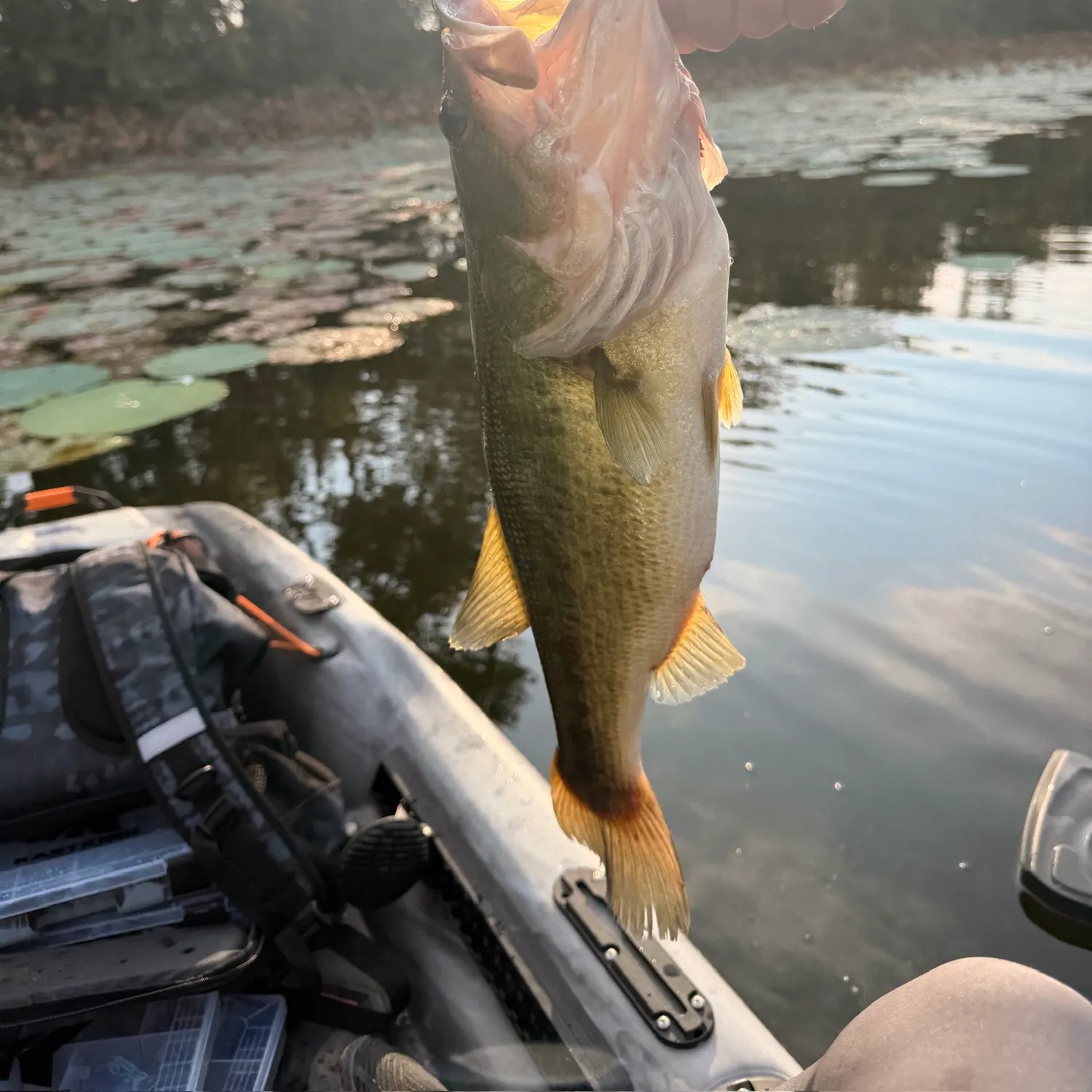 Largemouth bass caught on Fishbrain