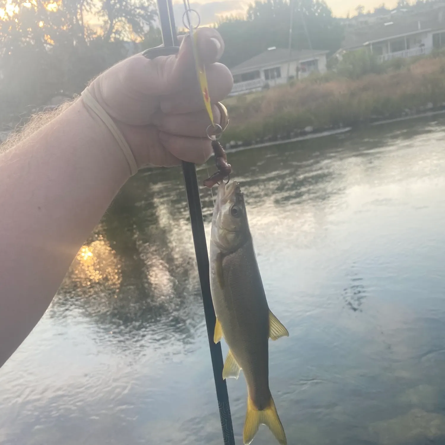 Fish caught on Fishbrain