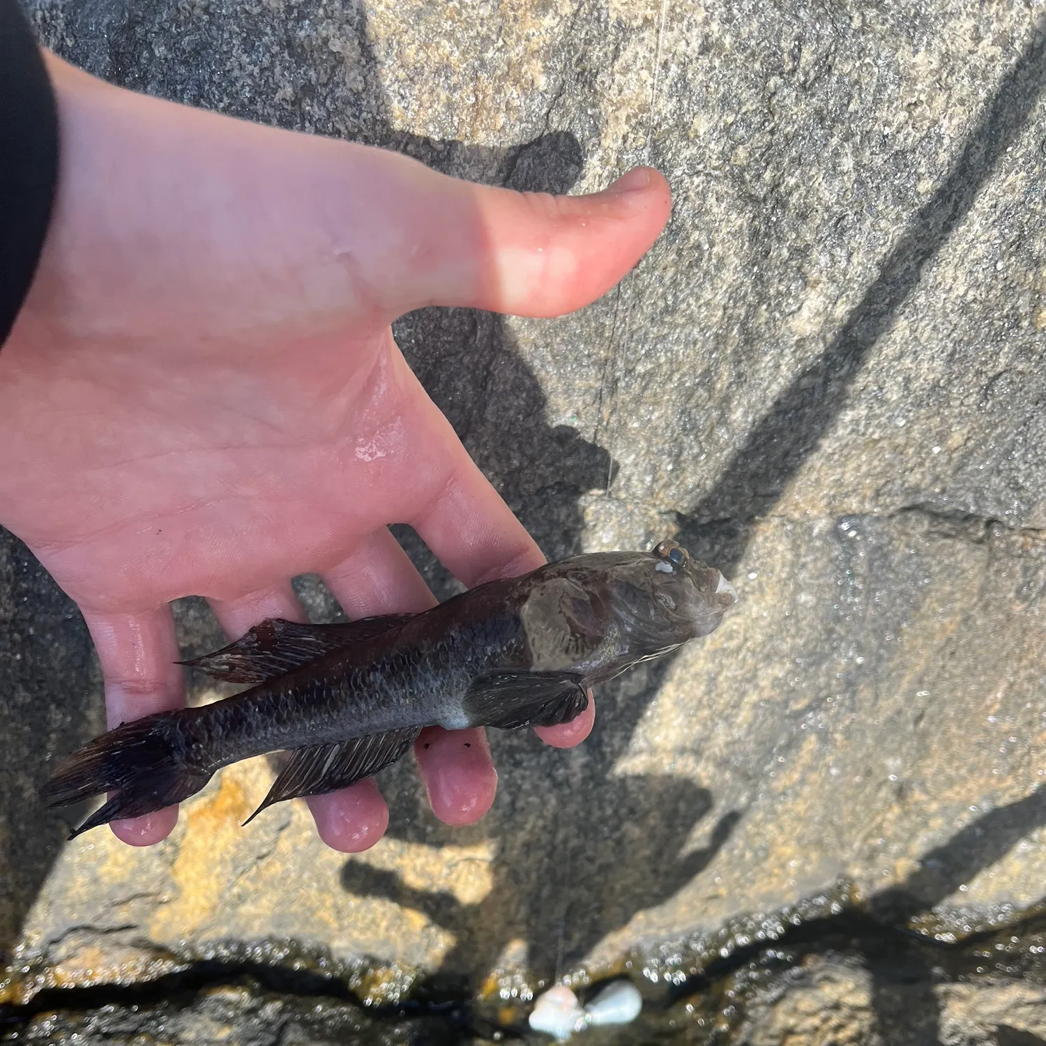 Round goby caught on Fishbrain