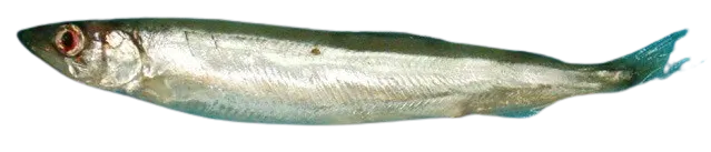 Capelin
