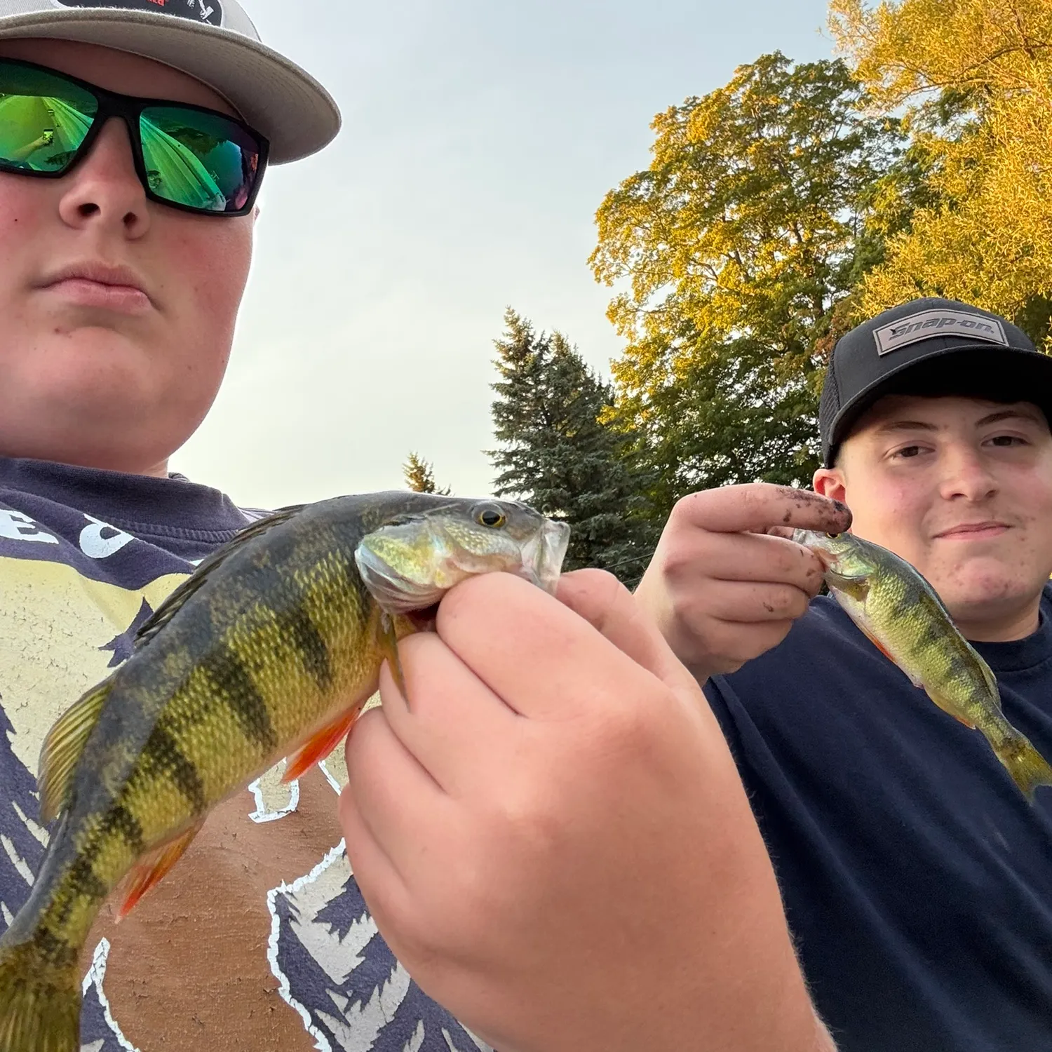 Yellow perch caught on Fishbrain