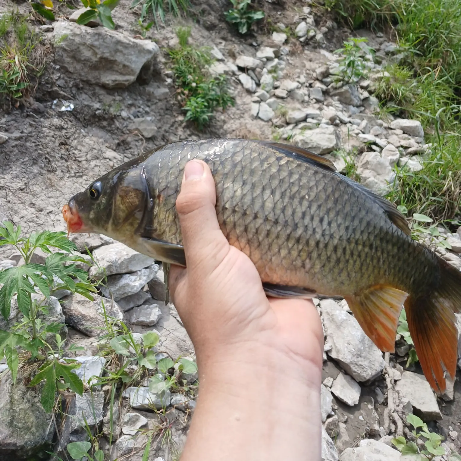 catch