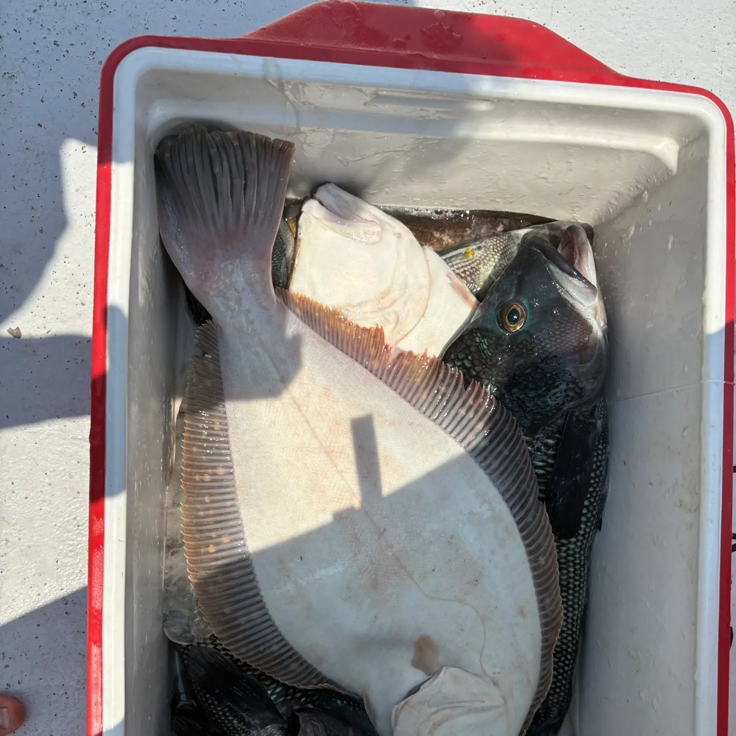 Summer flounder caught on Fishbrain