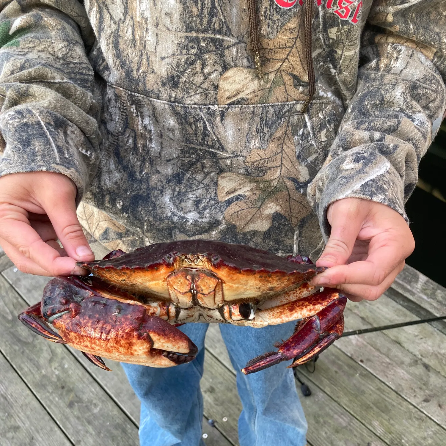 The most recent Red rock crab catches on Fishbrain