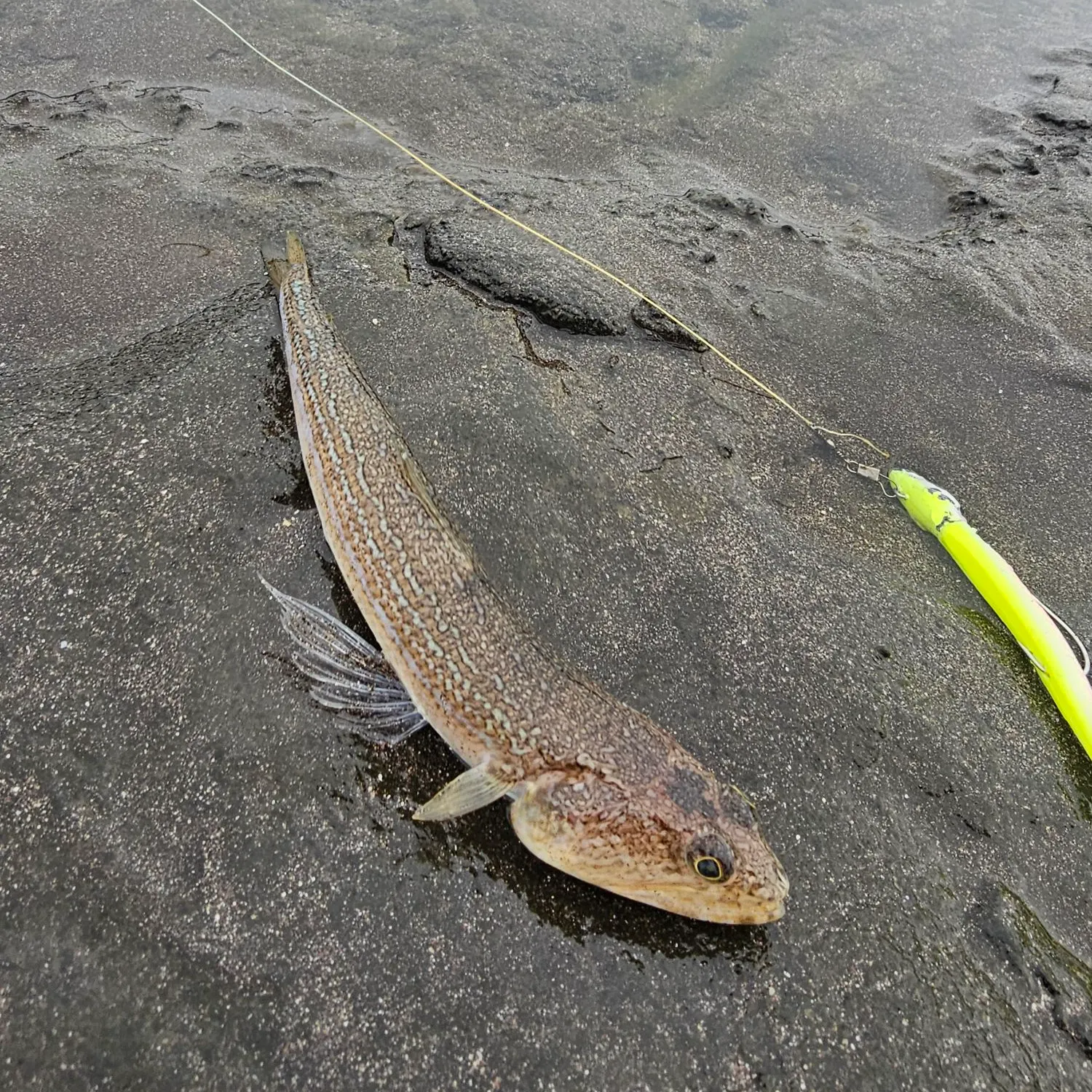 The most recent Atlantic lizardfish catches on Fishbrain