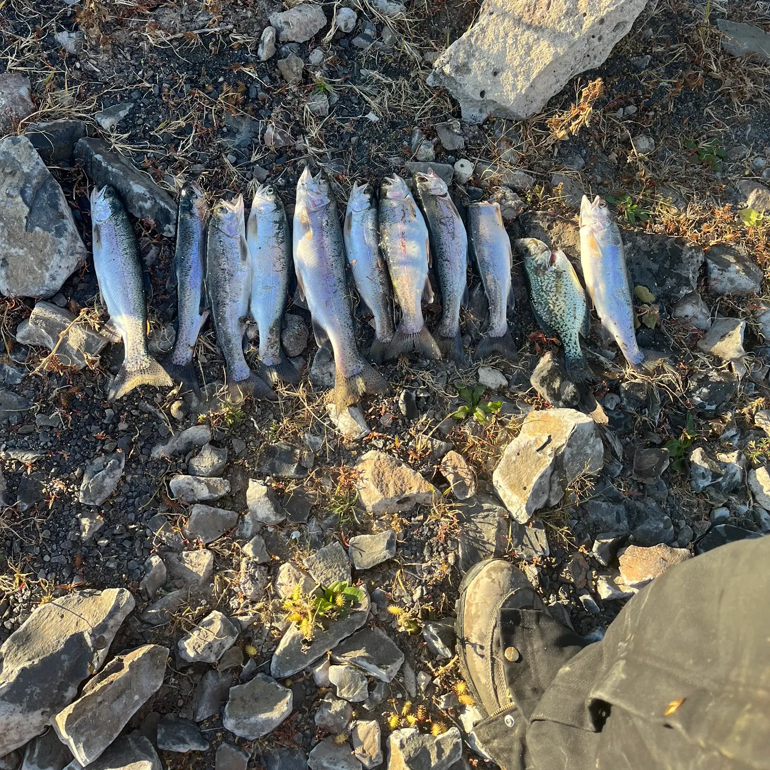 recently logged catches