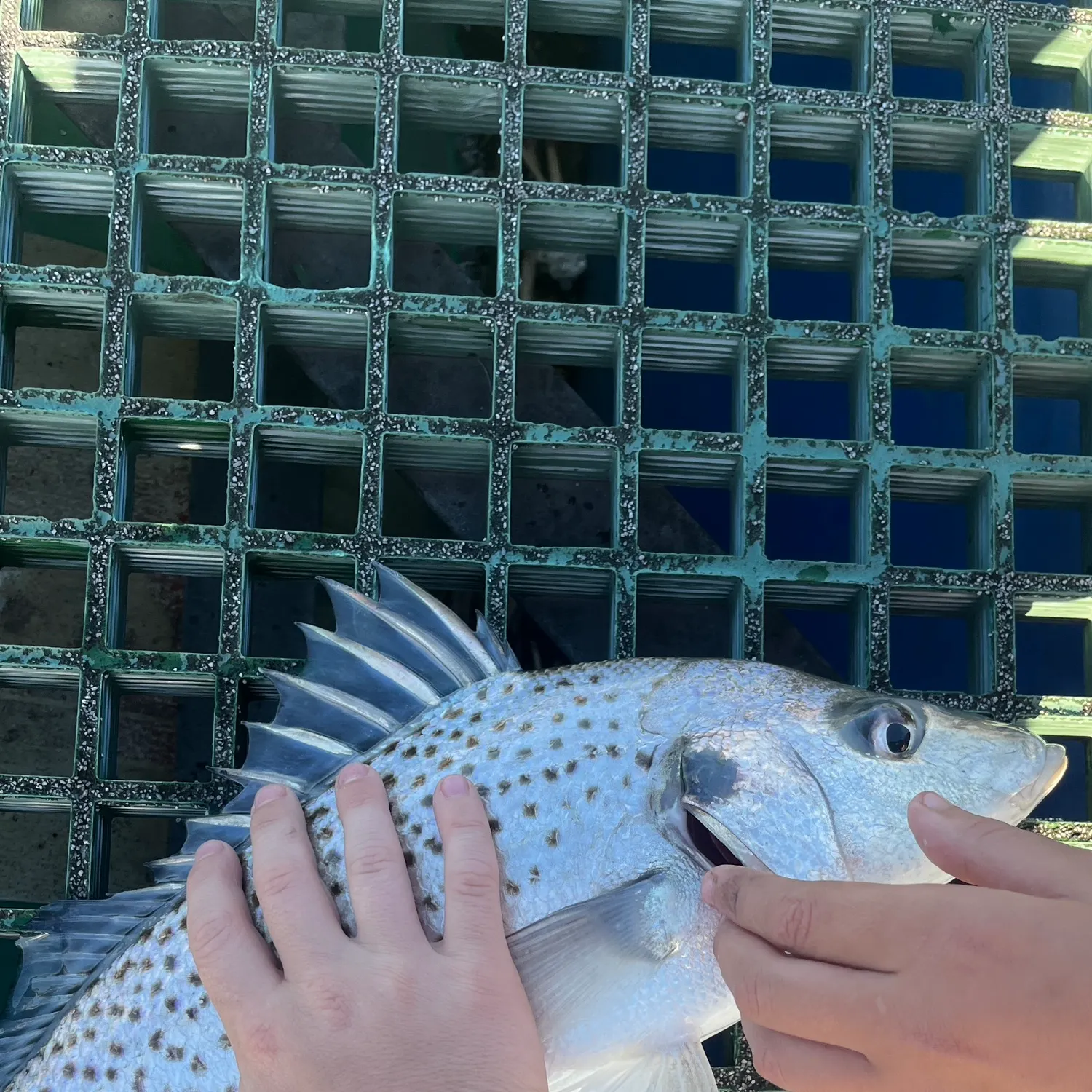 The most recent Smallspotted grunter catches on Fishbrain