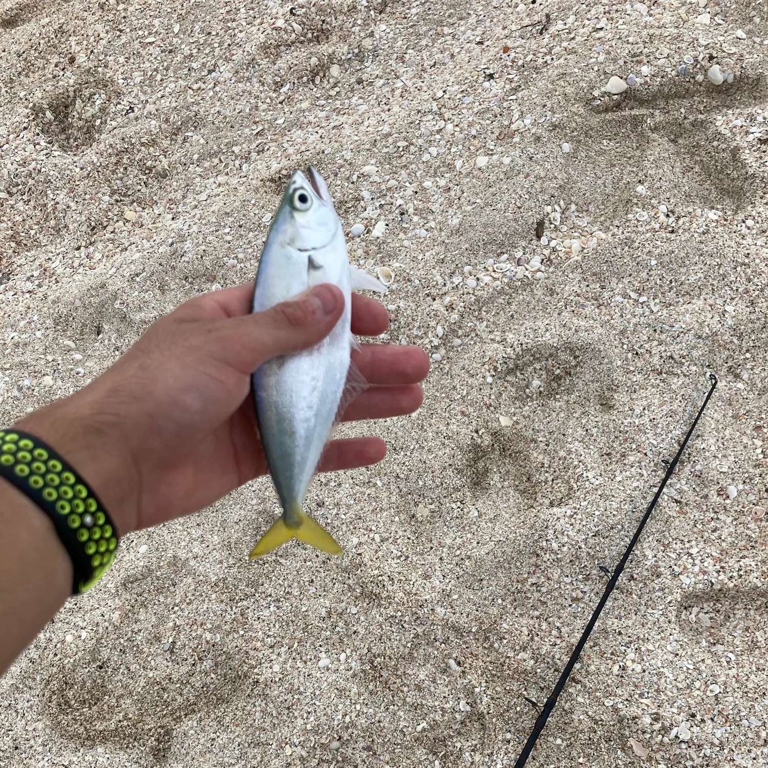 The most recent Leatherjack catches on Fishbrain