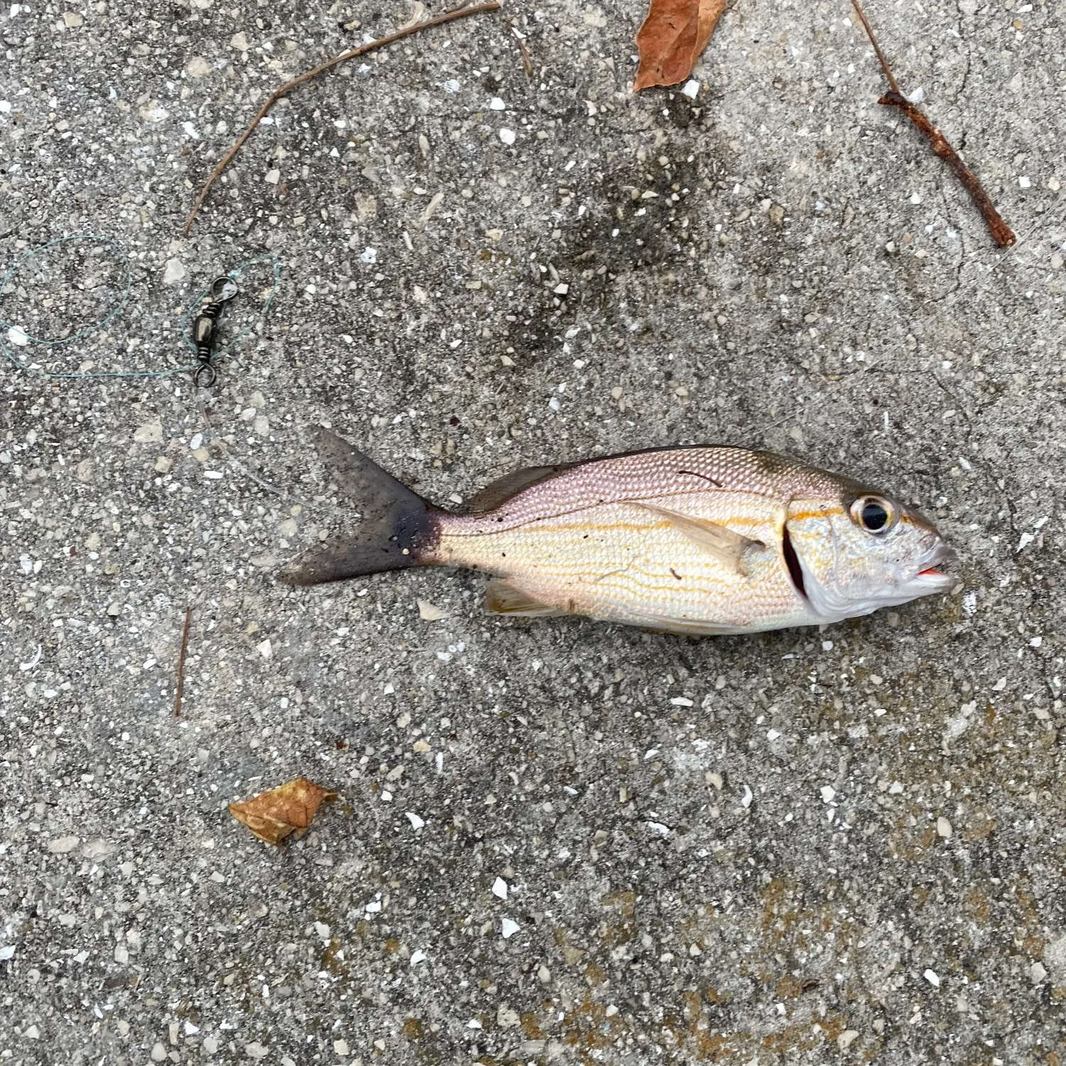 recently logged catches