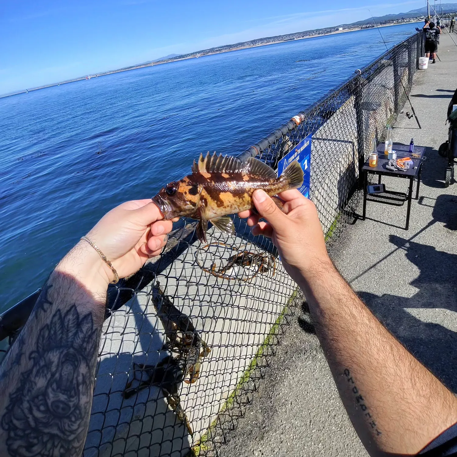 The most recent Black and yellow rockfish catches on Fishbrain