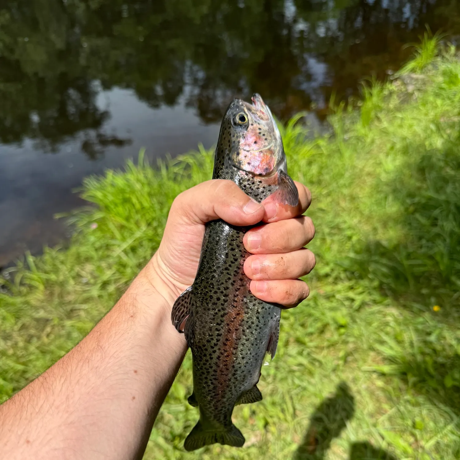 angler catch