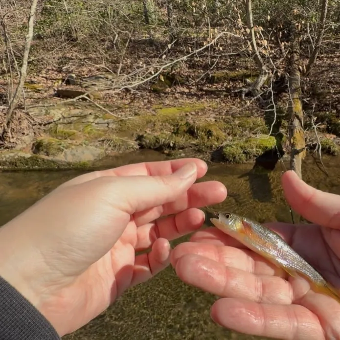 The most recent Rosyside dace catches on Fishbrain