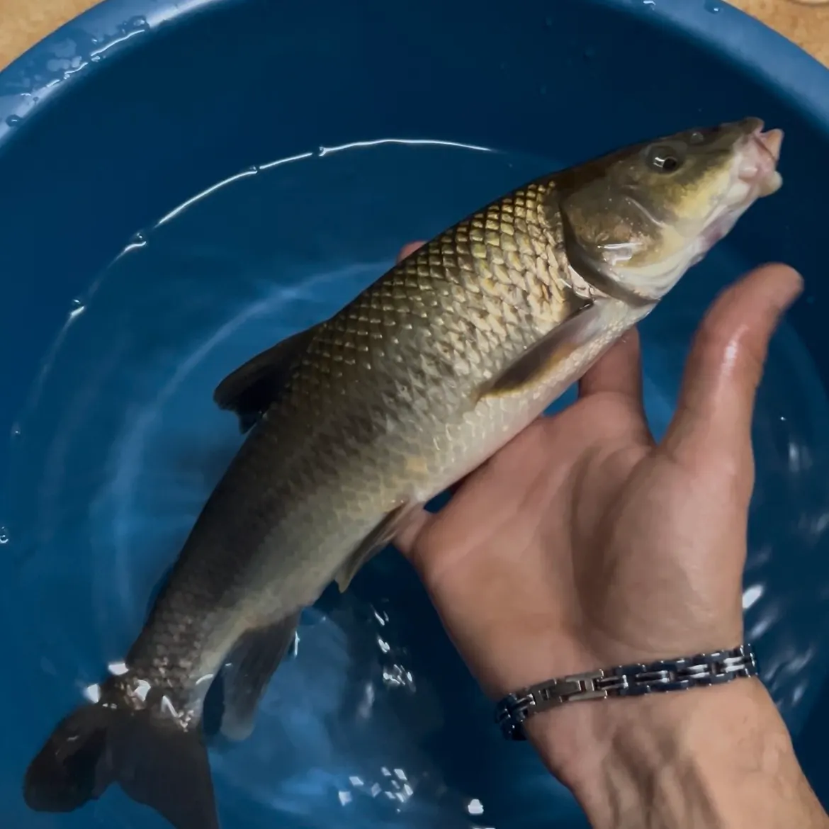 The most recent Common barbel catches on Fishbrain